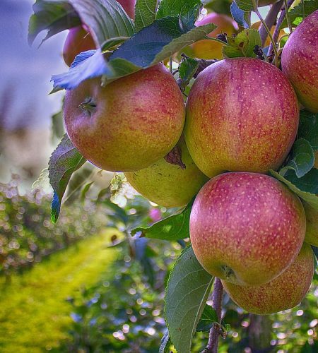 apples, branch, autumn