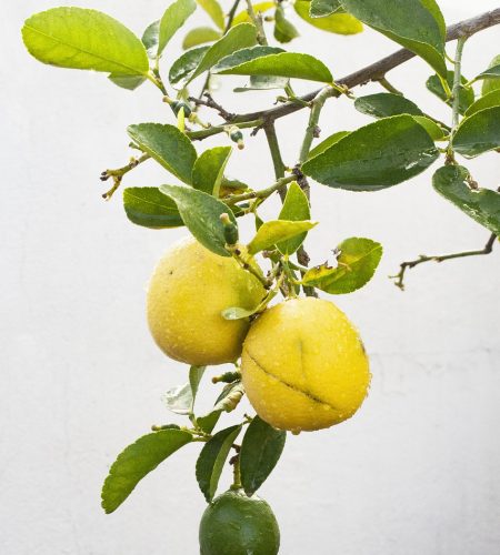 lemon, citrus, fresh